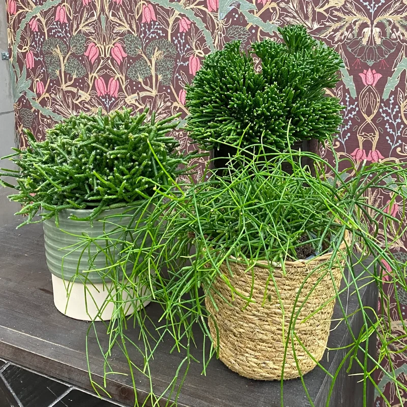 Mix & Match Einsteiger Zimmerpflanzen