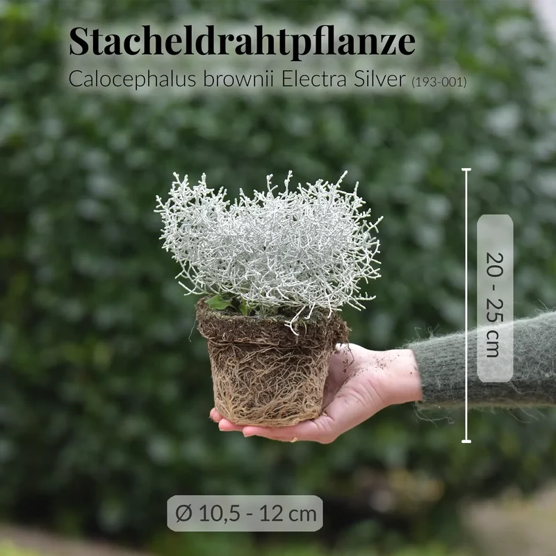 Mix & Match Winterharte und Ungiftige Balkonpflanzen