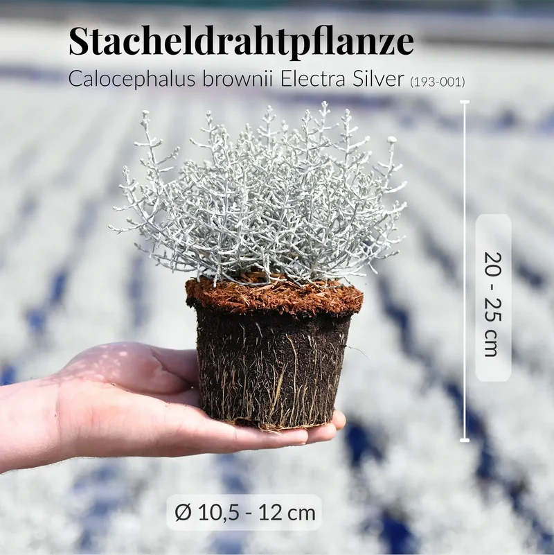 Holzbalkonkasten Set Weißer Herbst