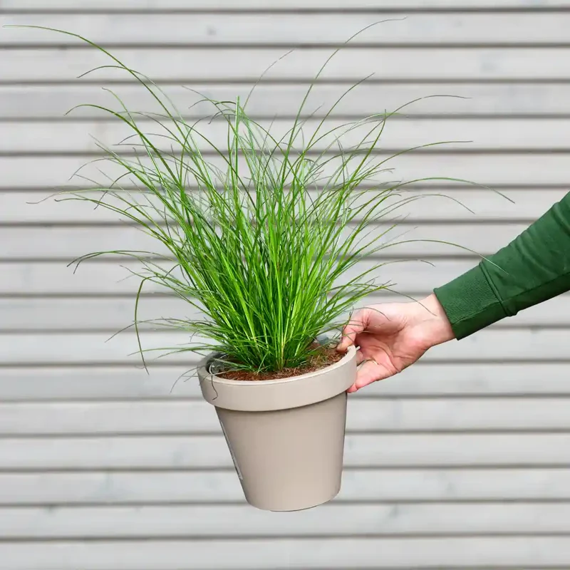 Carex Gras