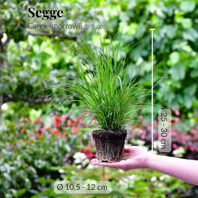 Carex Gras