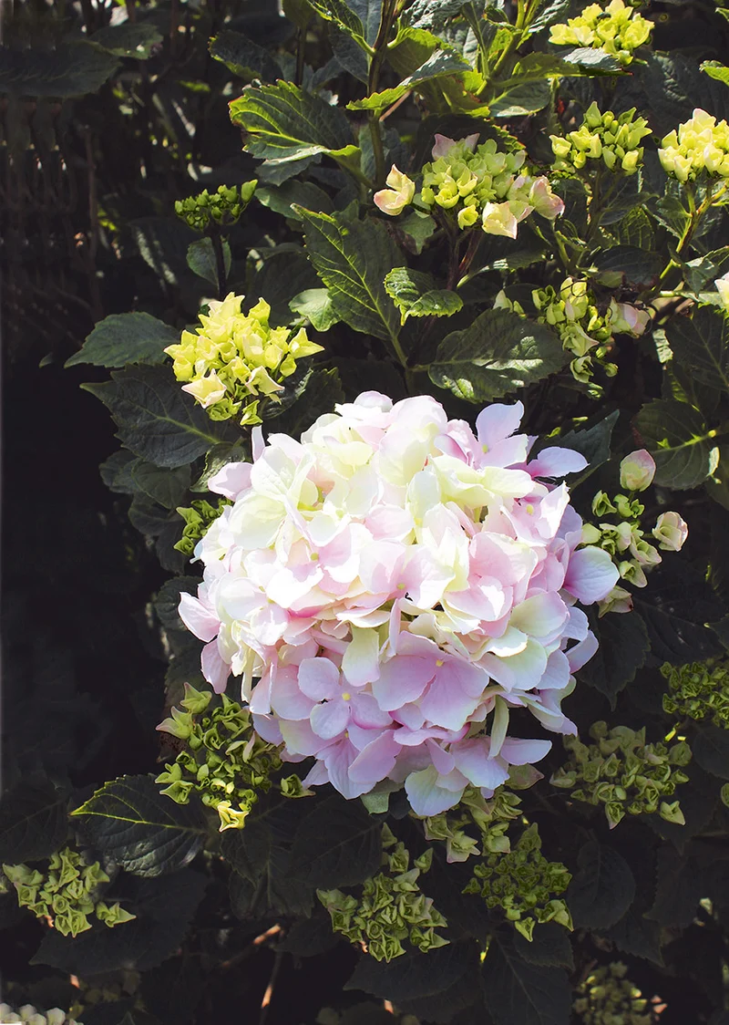 Stielblume, Hortensie H: 65cm