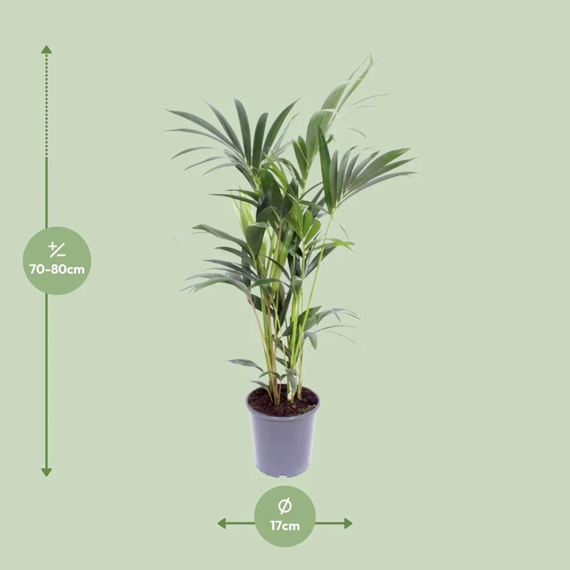 Howea Forsteriana (Kentia Palm) ↑ 75 cm
