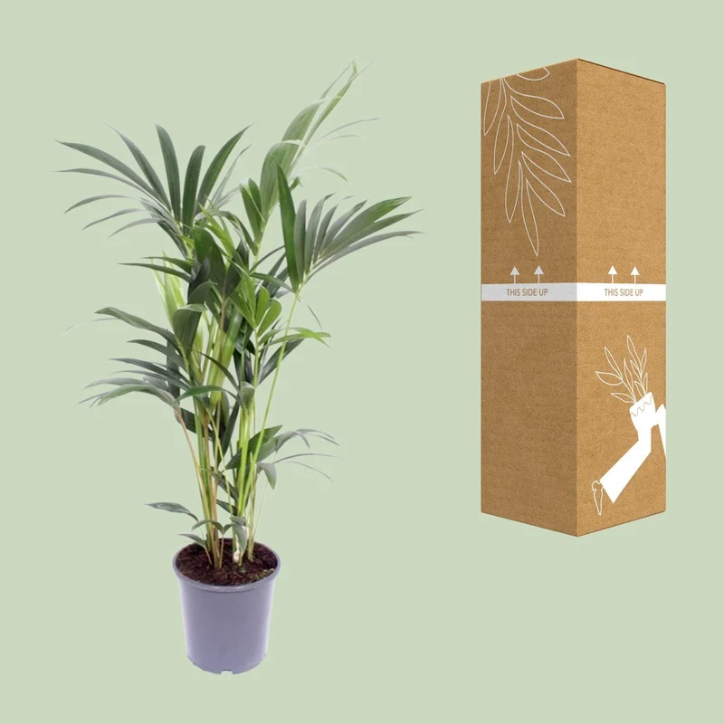 Howea Forsteriana (Kentia Palm) ↑ 75 cm