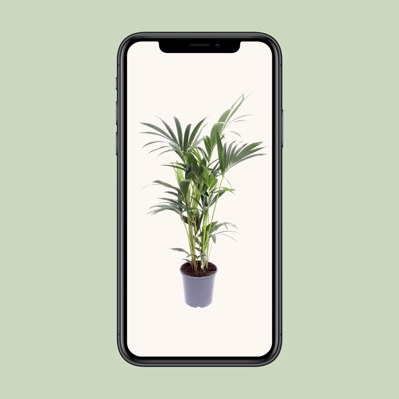Howea Forsteriana (Kentia Palm) ↑ 75 cm