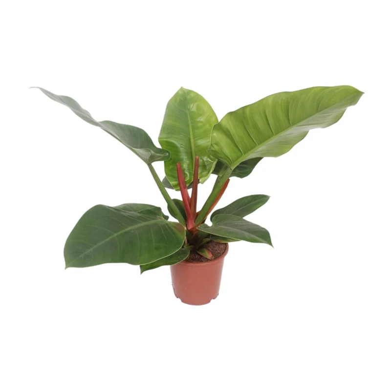 Philodendron Imperial Green (Heartleaf Philodendron) ↑ 60 cm