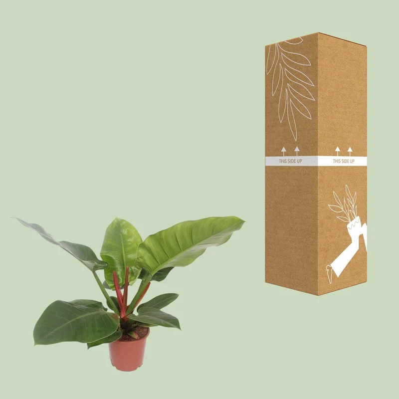 Philodendron Imperial Green (Heartleaf Philodendron) ↑ 60 cm