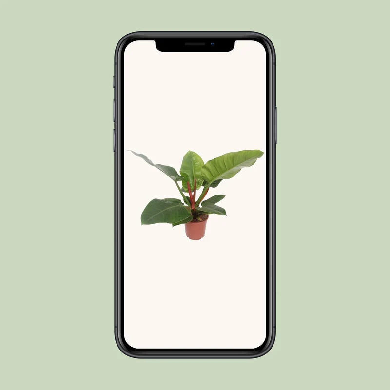 Philodendron Imperial Green (Heartleaf Philodendron) ↑ 60 cm