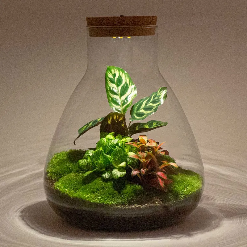 Sam Calathea - Terrarium with light - Bottle garden DIY kit - Ø 24.5 cm ↑ 30 cm