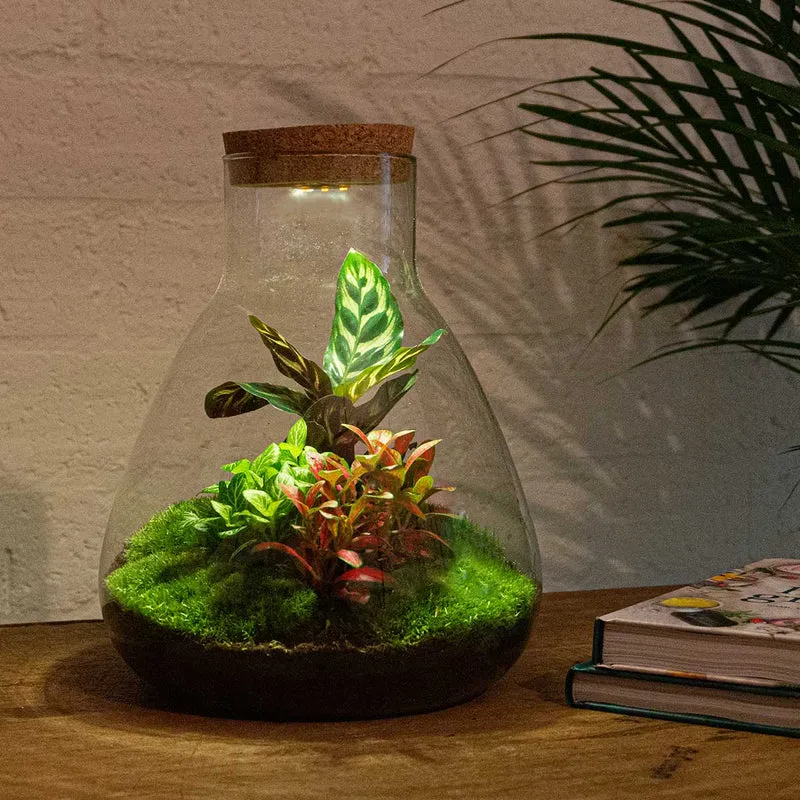 Sam Calathea - Terrarium with light - Bottle garden DIY kit - Ø 24.5 cm ↑ 30 cm