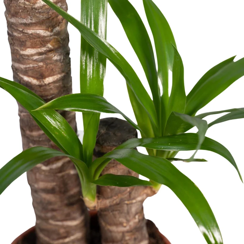 Yucca Elephantipes (Spineless Yucca) ↑ 85 cm