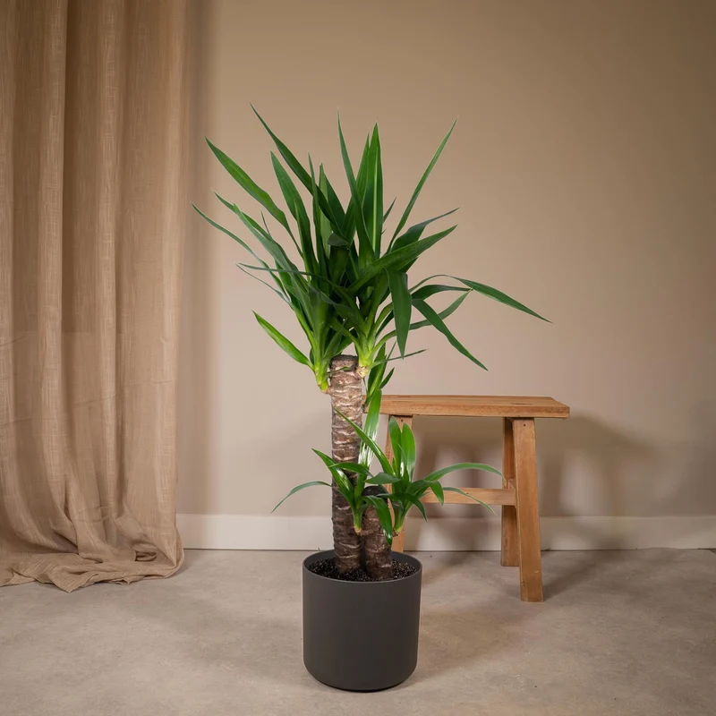 Yucca Elephantipes (Spineless Yucca) ↑ 85 cm