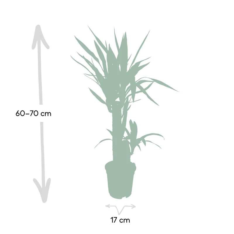 Yucca Elephantipes (Spineless Yucca) ↑ 85 cm