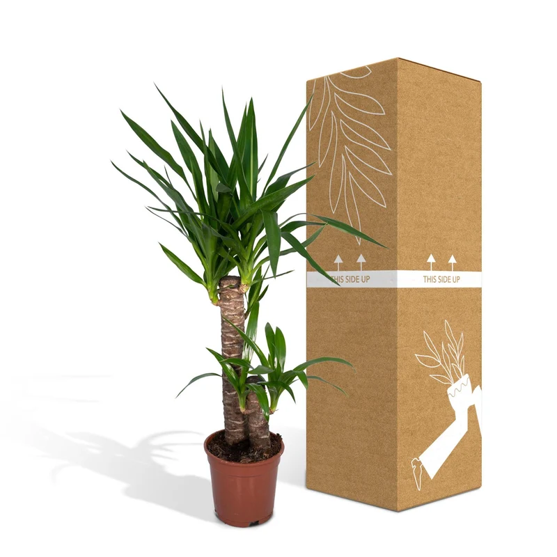 Yucca Elephantipes (Spineless Yucca) ↑ 85 cm
