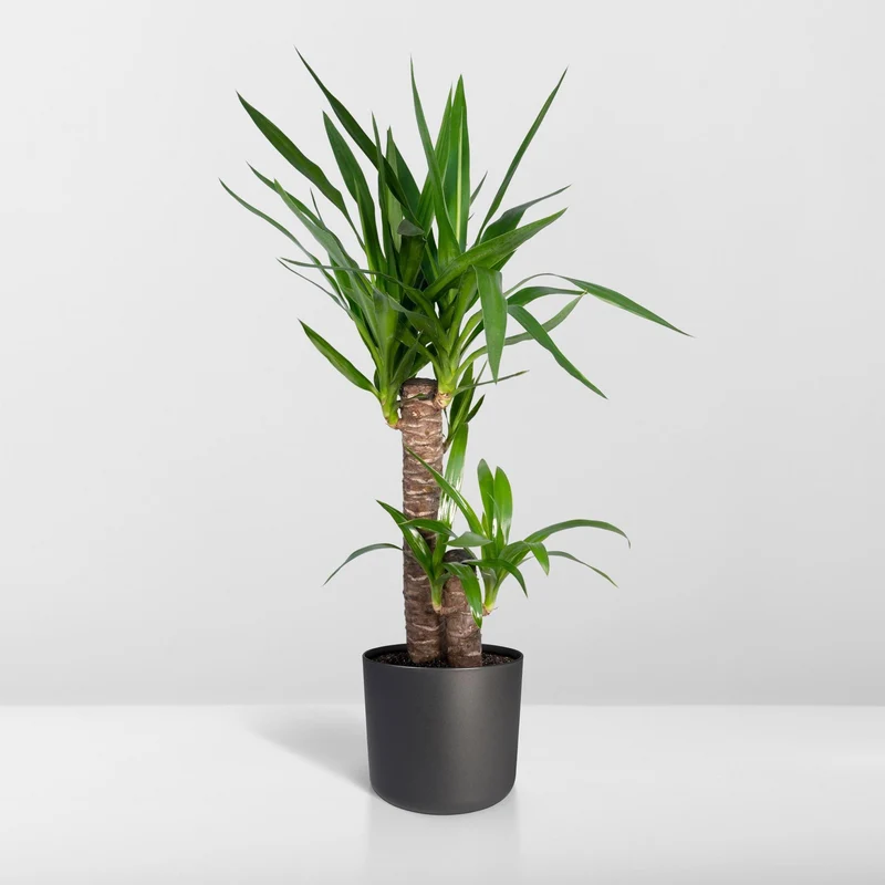 Yucca Elephantipes (Spineless Yucca) ↑ 85 cm