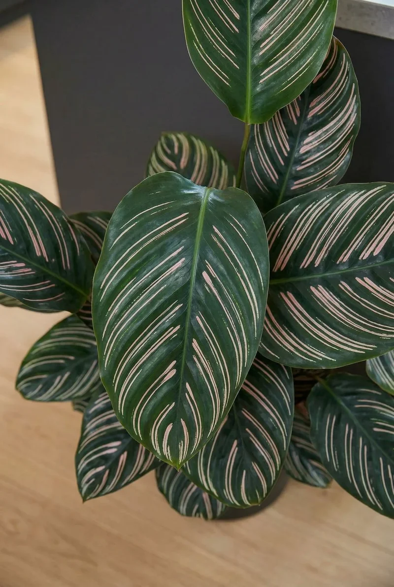 Calathea Ornata - Korbmarante