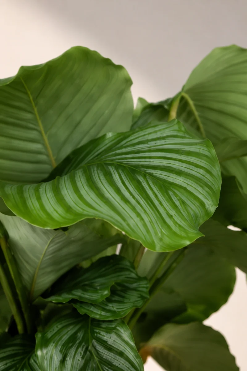 Calathea Orbifolia - Korbmarante