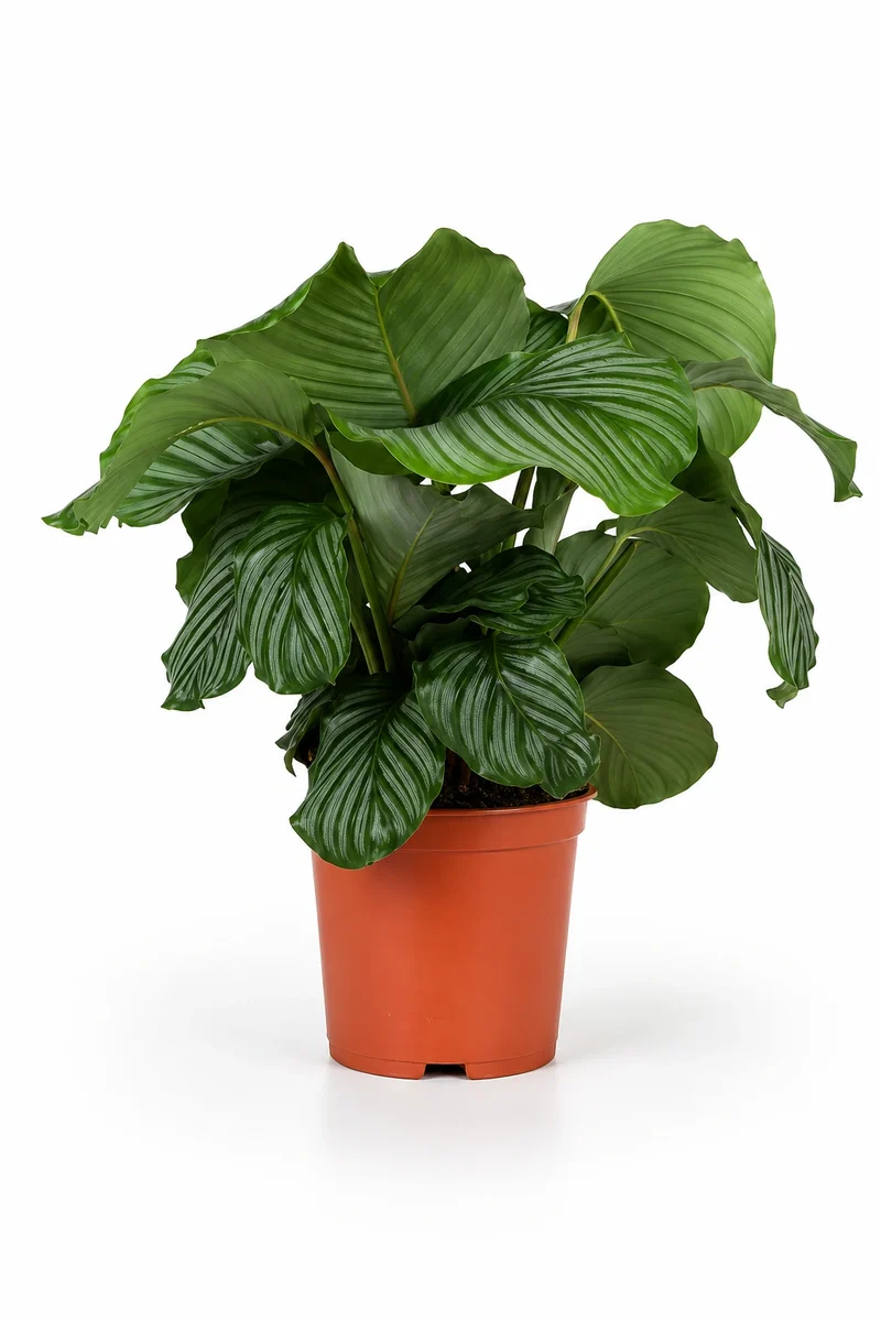 Calathea Orbifolia - Korbmarante