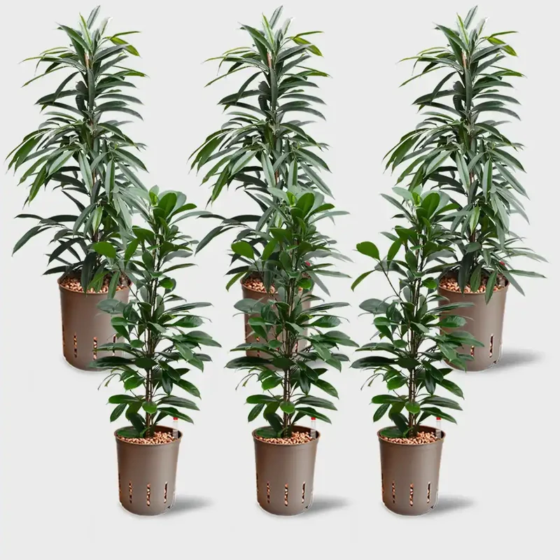 6er Box Hydrokultur Büropflanzen XXL-XL Ficus (3XXL, 3XL)