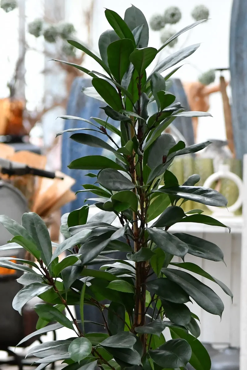 Hydro Kingsize Afrikanischer Feigenbaum, 110-120cm