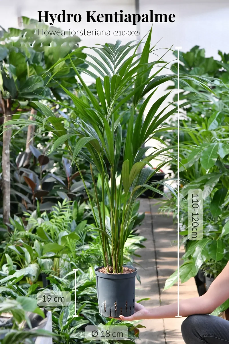 Hydro Kingsize Kentia Palme 110-120cm