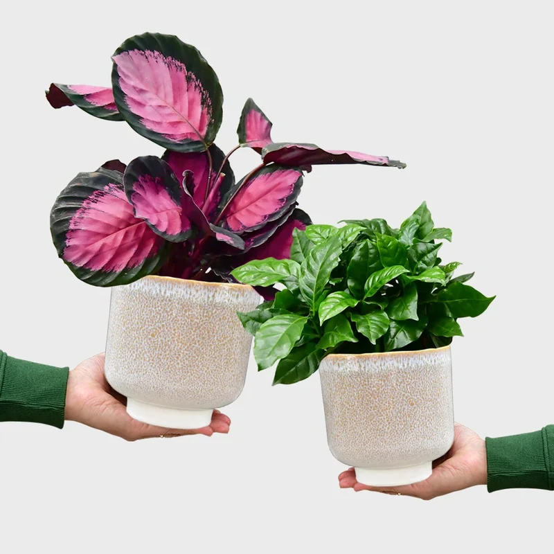 Calathea Rose & Coffee