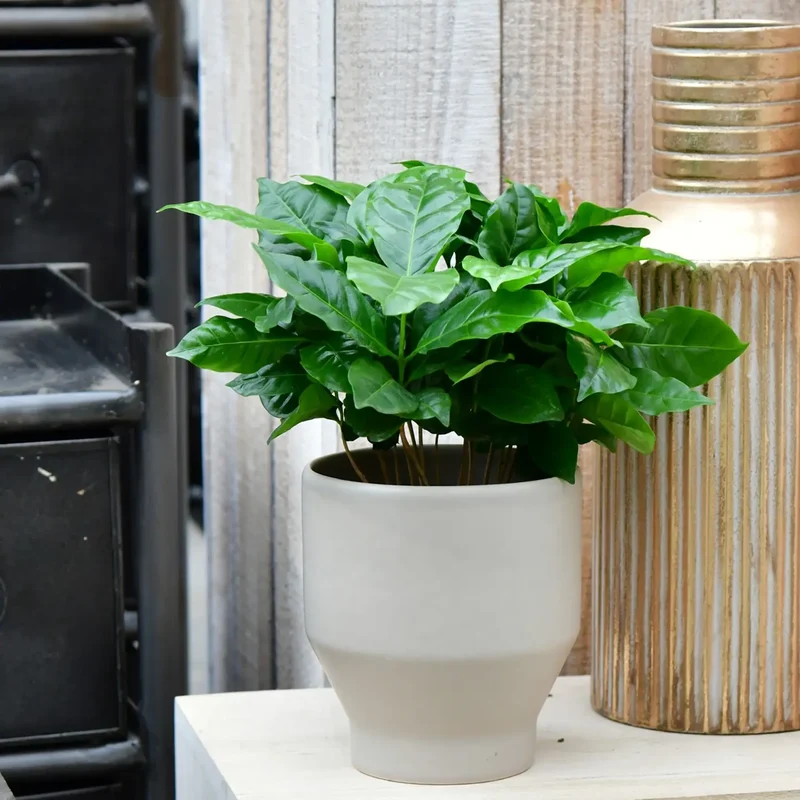 Calathea Rose & Coffee