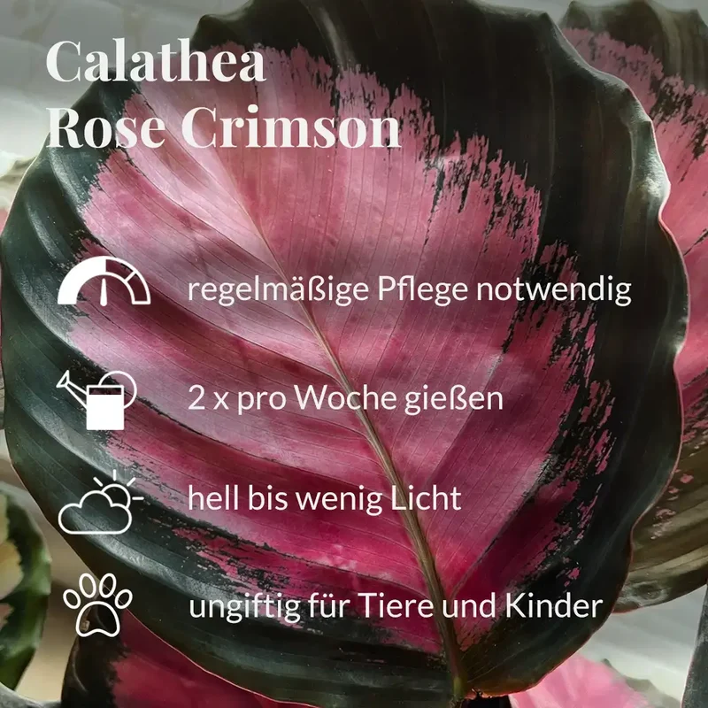 Calathea Rose & Coffee