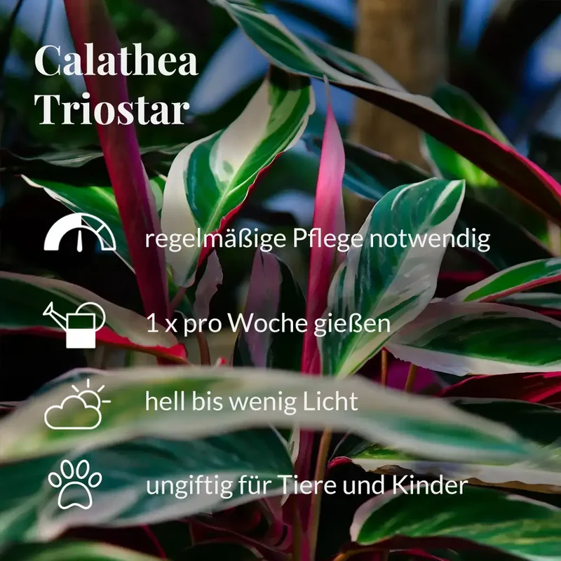 Calathea Triostar No.19
