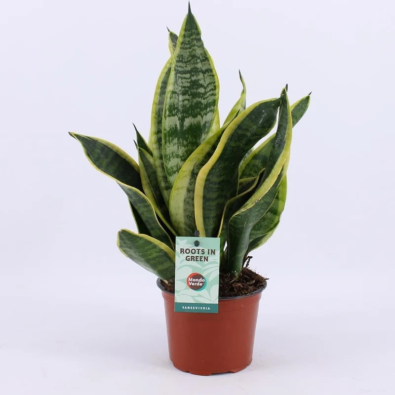 Sansevieria Futura Superba (Snake Plant) ↑ 35 cm