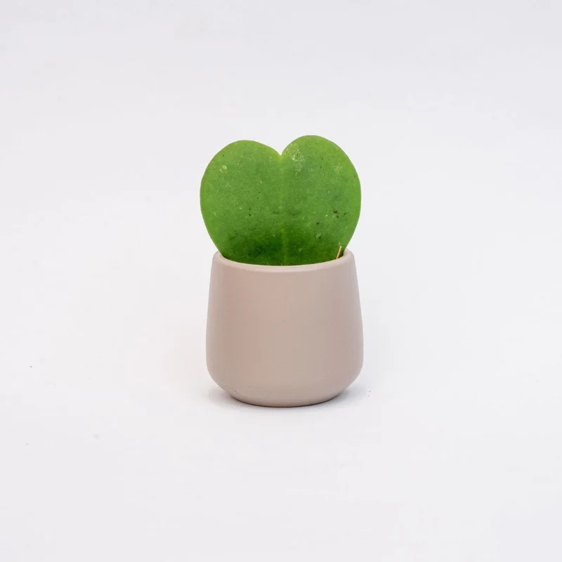 Joey - Mini Plant Pot - Grey matte - Ø 6 cm ↑ 6 cm