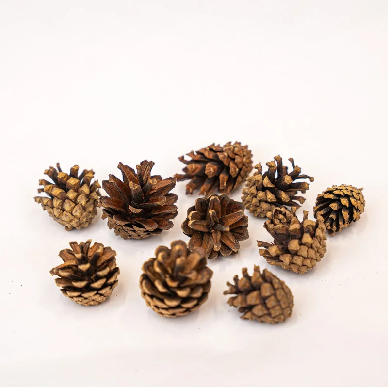 Pine Cones 10 pcs - Size 4 - 6 cm (small)