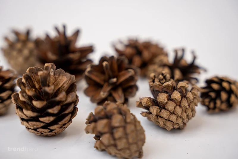 Pine Cones 10 pcs - Size 4 - 6 cm (small)