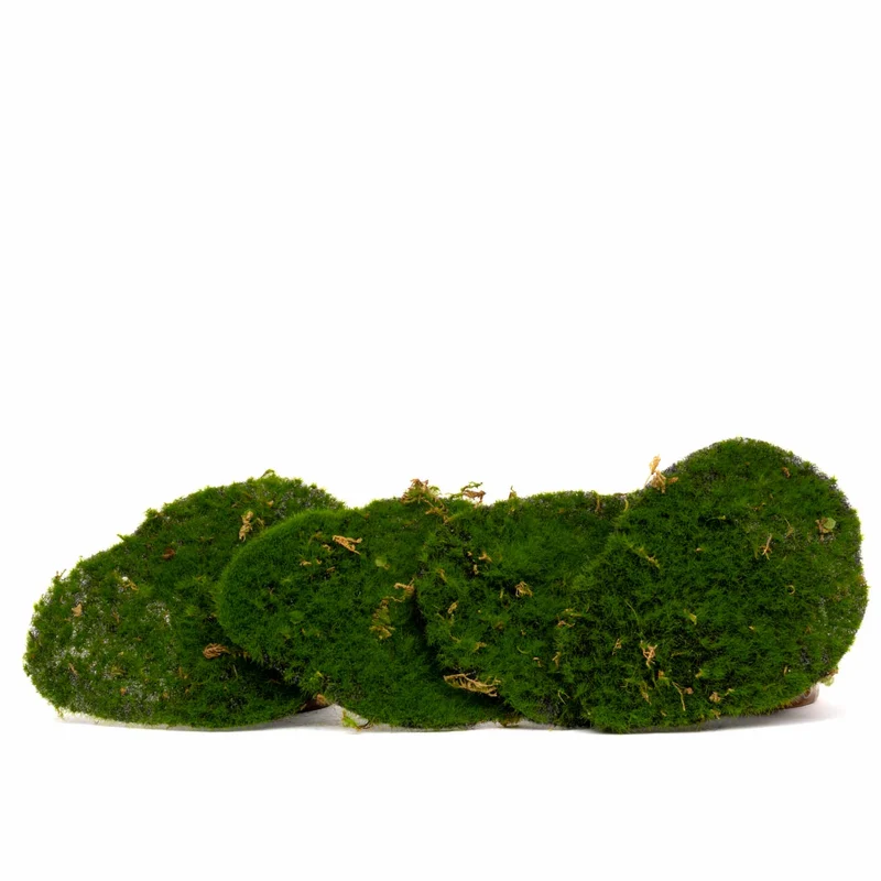 Moss Plate - Green moss – Set of 4 - Artificial moss