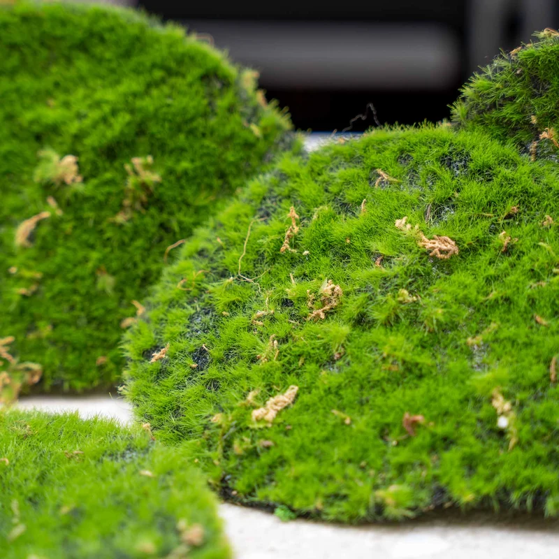 Moss Plate - Green moss – Set of 4 - Artificial moss