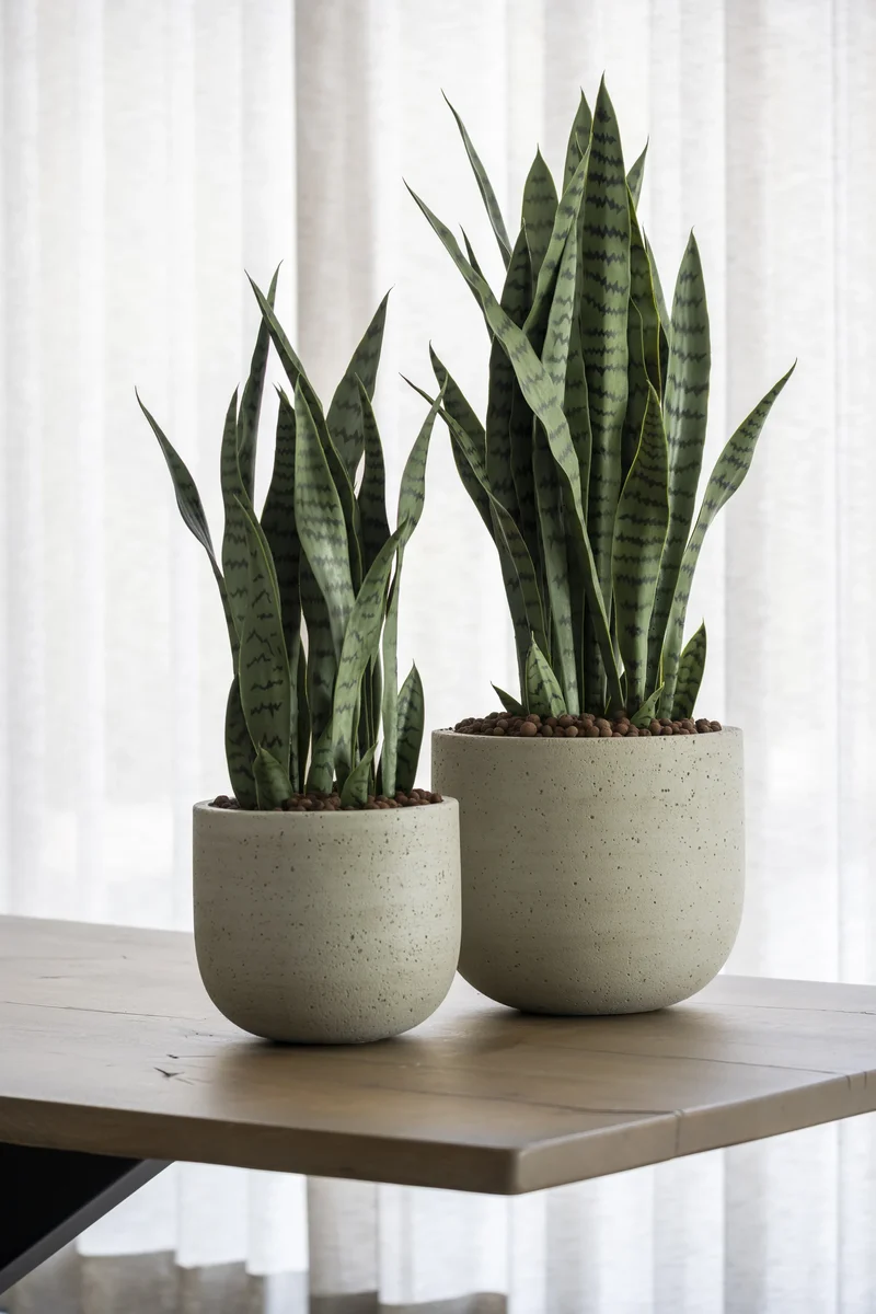 Sansevieria künstlich, H: 85cm