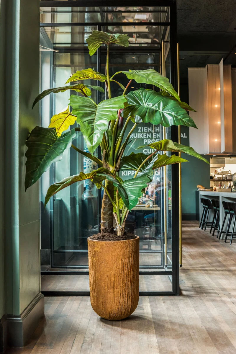 Alocasia künstlich, H: 220cm