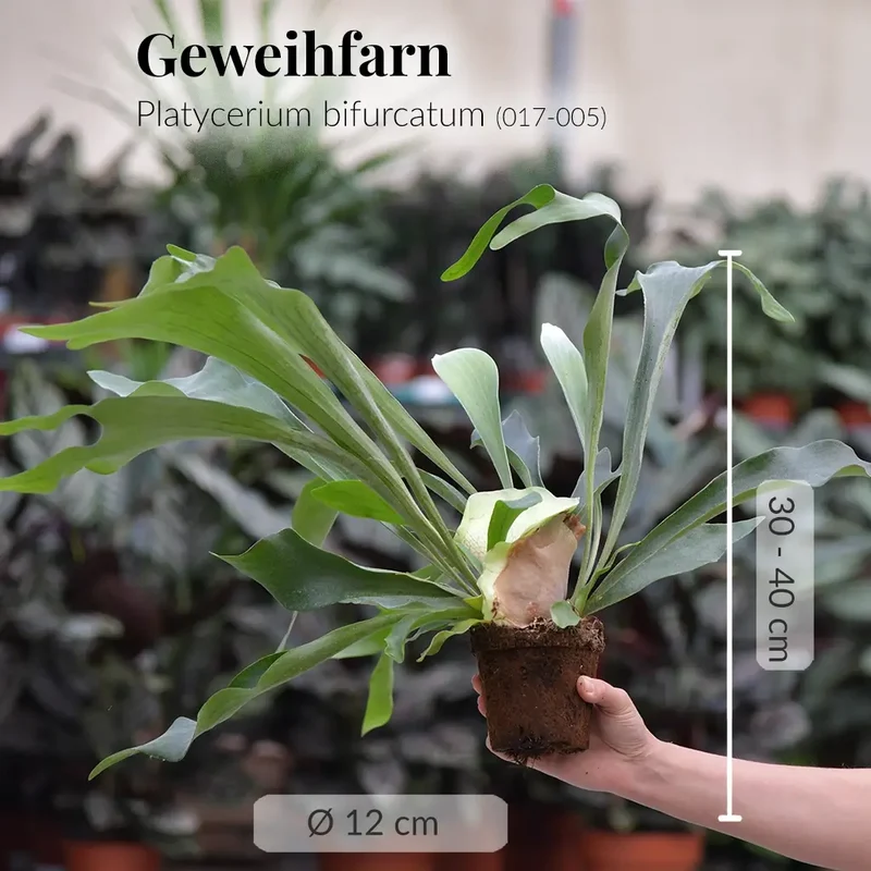 Geweihfarn