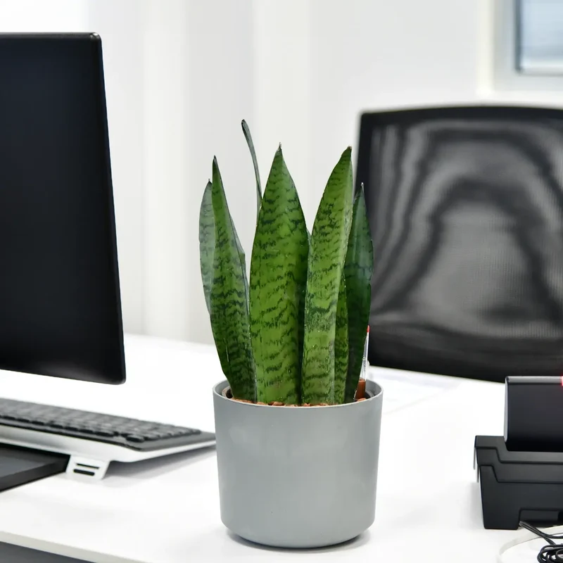 JobPflanze Starke Sansevieria