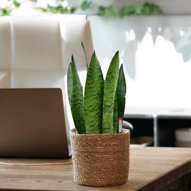 JobPflanze Starke Sansevieria