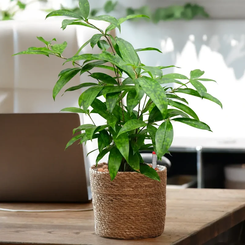 JobPflanze Botanical Bambus