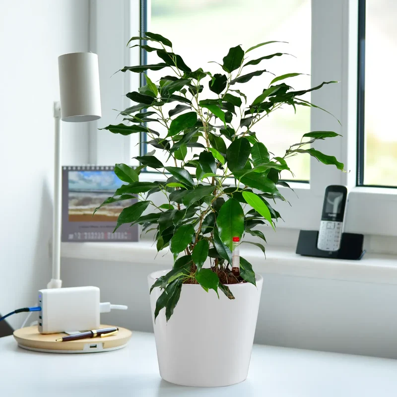 JobPflanze Friedlicher Ficus