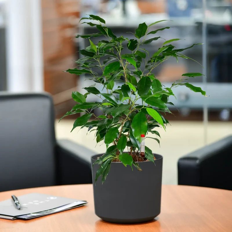 JobPflanze Friedlicher Ficus