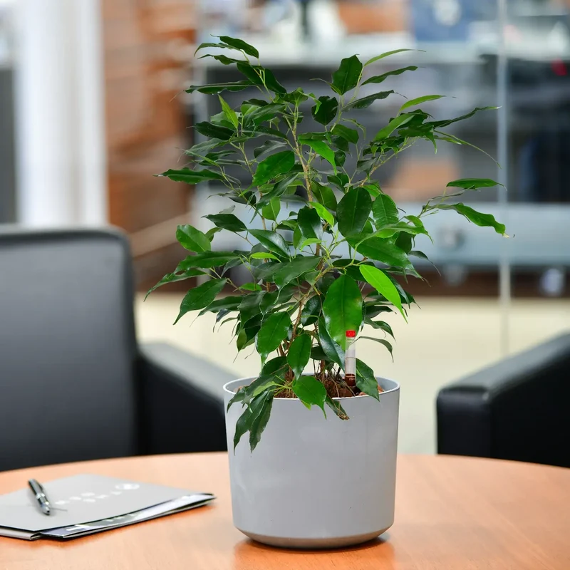 JobPflanze Friedlicher Ficus