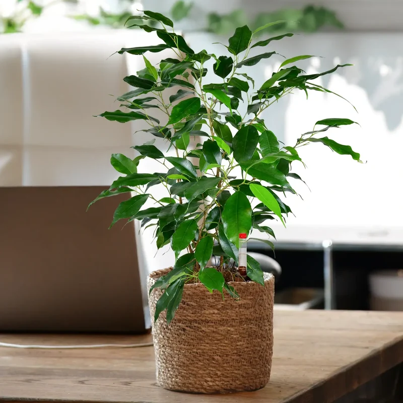JobPflanze Friedlicher Ficus