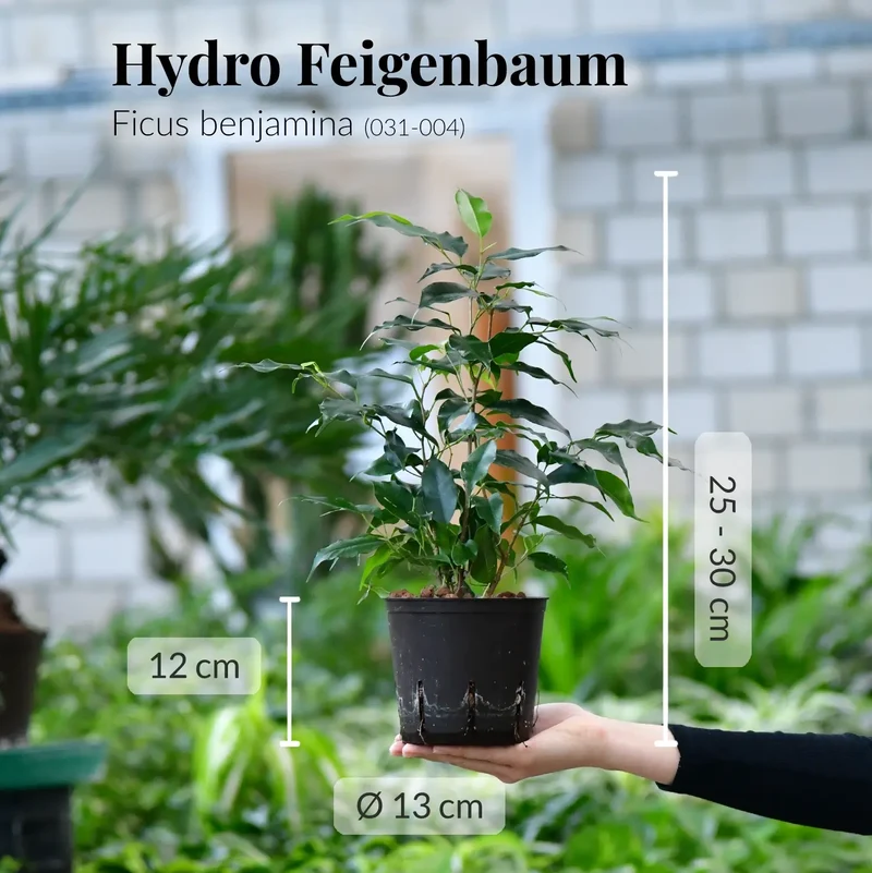 Hydro Ben Ficus