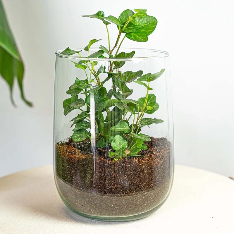 Terrarium - Martin - DIY kit - ↑ 17 cm