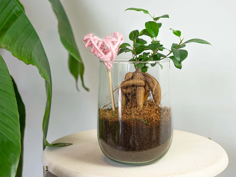 Terrarium - Martin - DIY kit - ↑ 17 cm