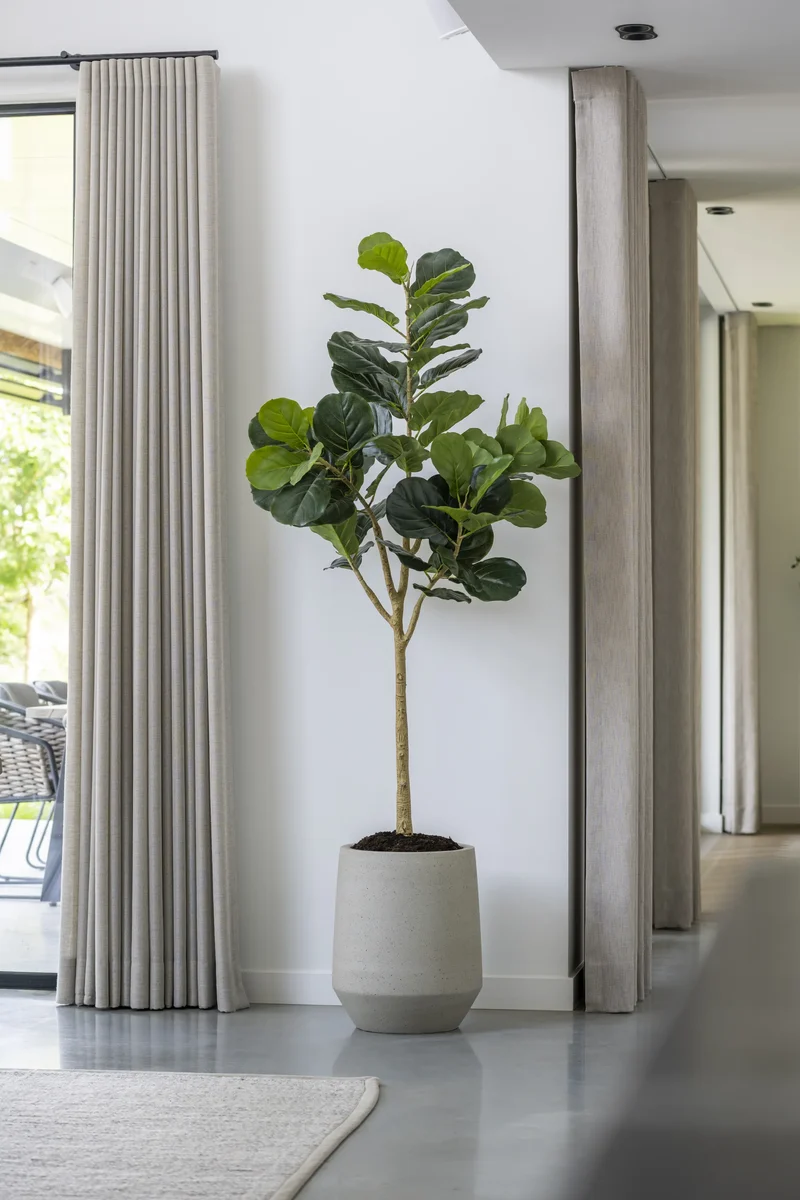 Ficus Lyrata künstlich – Geigenfeige, H: 150cm