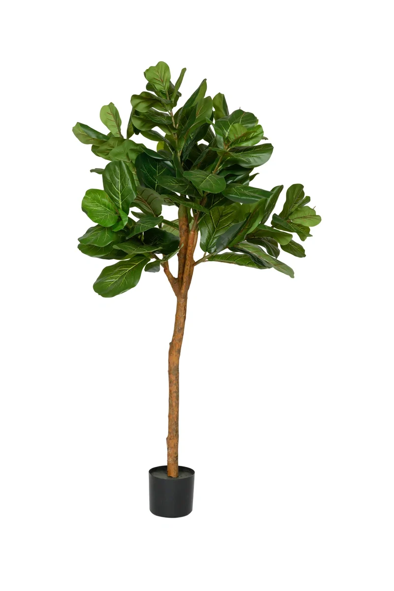 Ficus Lyrata künstlich – Geigenfeige, H: 150cm